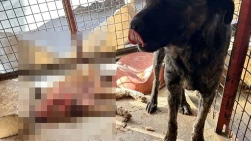 CHP'li Mamak Belediyesi barınağında aç bırakılan köpekler birbirini parçaladı!