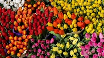Çiçek sektörü bu yıl 170 milyon dolarlık ihracat hedefliyor