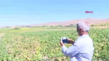 Çiftçiler, yaban domuzlarıyla mücadelede dron kullanıyor