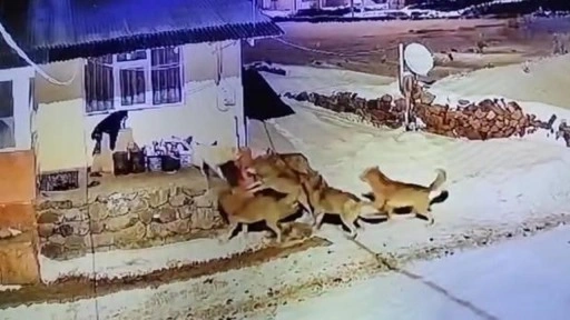 Çoban köpeği, kurt sürüsüne tek başına karşı koydu! O anlar kamerada!