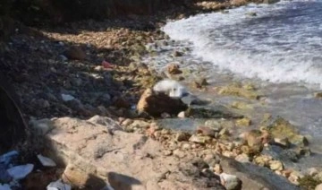 Didim sahilinde kıyıya vurmuş bir erkek cesedi daha bulundu