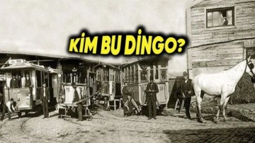 “Dingo’nun Ahırı” Deyiminin İlginç Hikâyesi