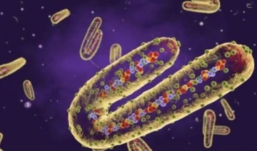 DSÖ duyurdu: 6 Marburg virüsü vakası daha tespit edildi