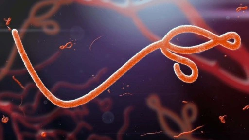 Ebola virüsü yeniden hortladı! Belirtileri...