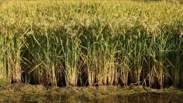 Edirne'de kuraklığa karşı nehirlerde alınan tedbirlerle çeltik üretiminde verim düşmeyecek