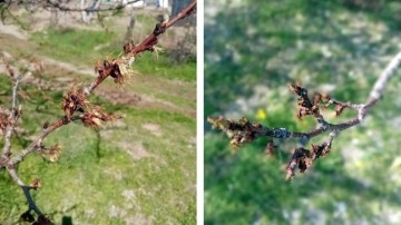 Elazığ'da kayısıları don vurdu, üretici zor durumda