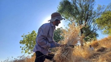 Engebeli arazilerde orakla buğday hasadı başladı