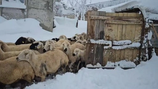 Erzincan'da besiciler kışın zorluklarına karşı mücadele ediyor