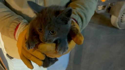 Erzurum'da aracın altına giren kedi bakın hangi ilde farkedildi