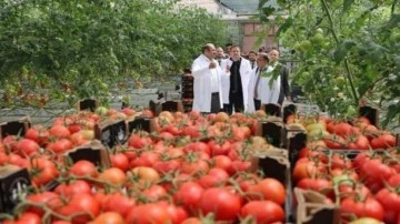 Erzurum'da jeotermal enerjiyle Türkiye&rsquo;nin en ucuz domatesi üretiliyor