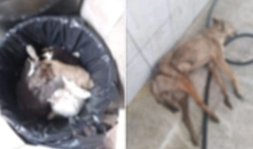 Eski bir çalışan AKP’li Ümraniye Belediyesi için 'hayvanları öldürüyor’ iddiasında bulundu