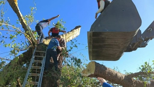 Feci son! Kestiği ağacın altında kalarak hayatını kaybetti