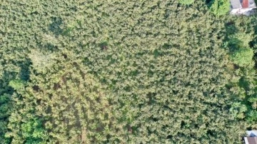 Fındık üreticileri yerden hasat yöntemiyle maliyet ve zamandan tasarruf ediyor