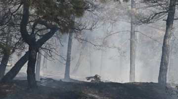 Gaziantep'te orman yangını! Ekiplerin müdahalesi sürüyor