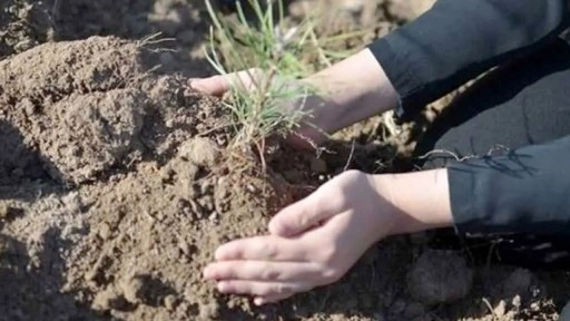 Gedik Piliç zor alanlarda 'ecoDrone' yöntemiyle tohum atışı yapıyor