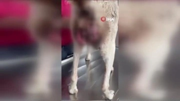 Gelibolu'da kanserli sokak köpeğinin yardımına hayvanseverler koştu