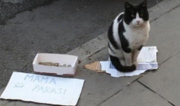 Görenler şaşkına döndü! Mama parasını kendisi kazanıyor