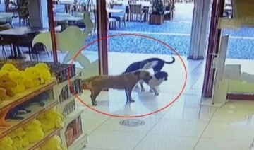 Gülümseten anlar: Köpekler, mağazadan oyuncak pelüş köpeği alıp götürdü
