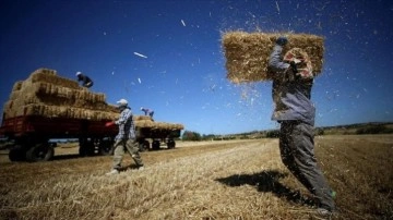 Hasatta sona yaklaşılan Trakya'da buğday üreticisi verimden memnun