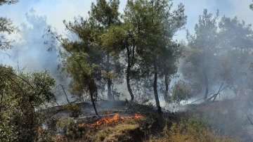 Hatay ve Maraş'ta orman yangını! Ekipler müdahale ediyor