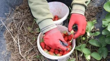 Hatay'da çiftçilerin buruk çilek hasadı