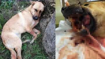 Hatay’da vahşet! Ağzına tüfekle ateş açıldı, dili kopan köpek yaşam mücadelesi veriyor