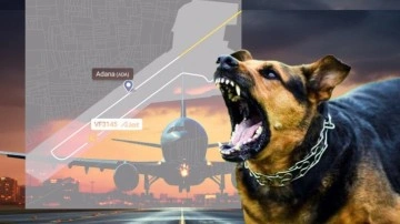 Havalimanında başıboş köpek paniği! Uçak aniden durmak zorunda kaldı