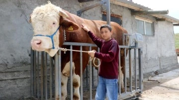 Heybeti görenleri büyülüyor, fiyatı ise dudak uçuklatıyor