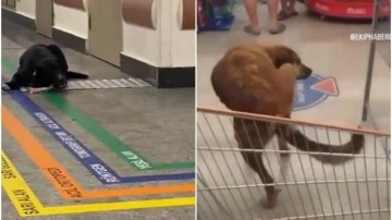 Hijyen sebebiyle tepki çekiyordu, marketler başıboş köpekler için harekete geçti!