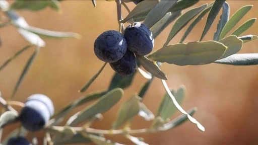 İklim değişikliği Karadeniz'i zeytin üretimine elverişli hale getirebilir