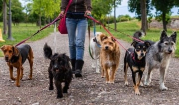 İngiltere’de bir köpek gezdiricisi köpekler tarafından öldürüldü