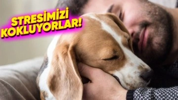 İnsanların Stresli Olması, Köpeklerin Duygularını Etkiliyor