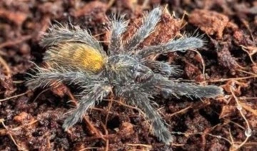 İnternetten tarantula satışı yaptıkları ortaya çıktı