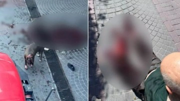 İstanbul Bakırköy'de pitbull dehşeti! Caddede yürürken saldırdı