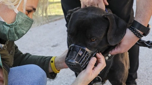 İstanbul'da pitbull polise saldırdı