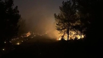 İzmir Buca'da orman yangını çıktı!