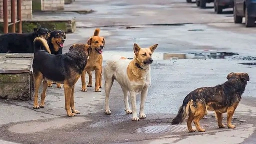 İzmir'de başıboş köpek 6 yaşındaki çocuğu ısırdı