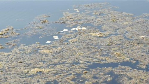 İzmir Körfezi'nde yosunlar yeşil örtü oluşturdu