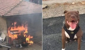 İzmir'de köpeği yakarak öldüren caniye tahliye