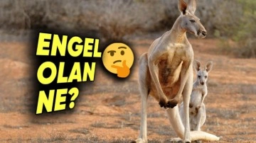 Kangurular Neden Geri Geri Yürüyemez?
