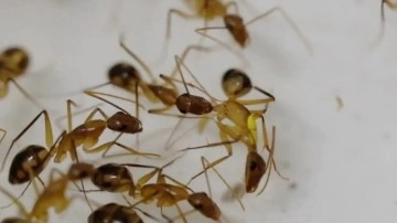 Karıncaların diğer karıncaların hayatını kurtarmak için uzuvlarını kestiği ortaya çıktı!