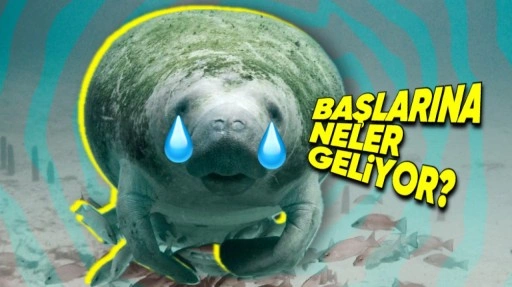 Kasırga Çıktığında Suda Yaşayan Canlılara Ne Oluyor?