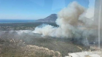 Kaş'ta ağaçlandırma sahasındaki yangın yeniden başladı