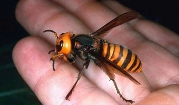 Katil eşek arılarının yuvaları tespit edilerek, toplu halde öldürülecek