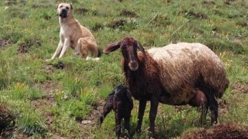 Kayıp sandıkları çoban köpekleri Kral'ı, yaylada doğum yapan koyunun yanında buldular