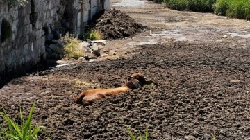 Kayseri'de kesim sırasında kaçan boğa, hayvan gübresi çukuruna düştü