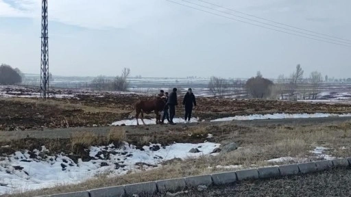 Kazada firar eden inek kendiliğinden geri döndü