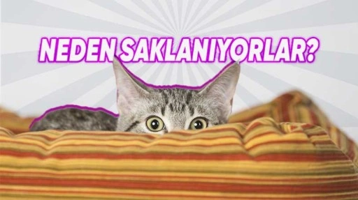 Kediler Neden Evin İçinde Bir Yere Saklanır?