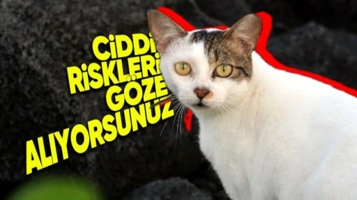 Kedileri Neden Asla Sokağa Çıkarmamalıyız?