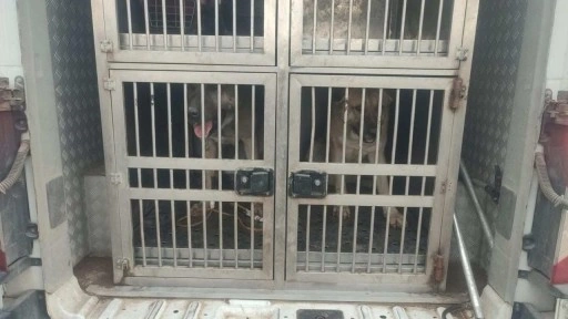 Kırıkkale'de köpek dövüştüren 2 kişiye para cezası